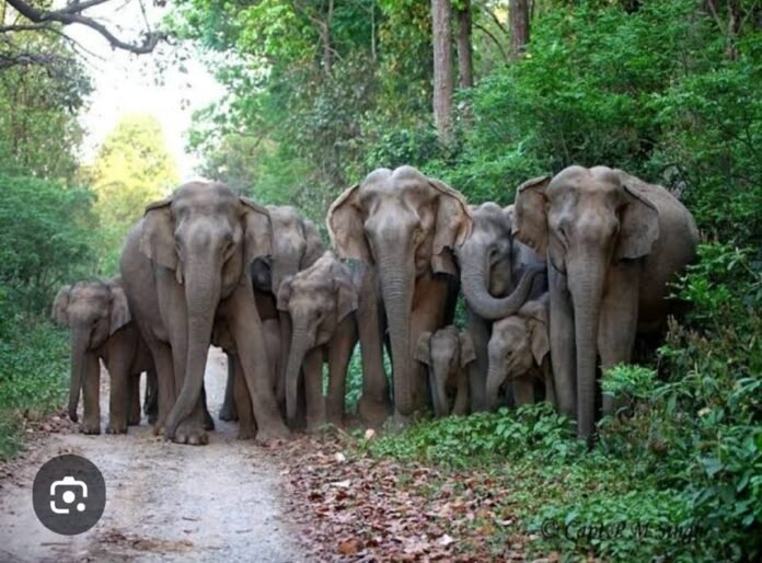 कोटद्वार-भाबर क्षेत्र में हाथियों से किसानों की फसलों को हो रहे नुकसान पर धीरेंद्र प्रताप ने जताई गहरी चिंता